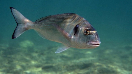 Sea Bream Fishing: Complete Guide, Tips, and Suggestions