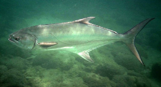 Sport Fishing: Complete Guide to Leerfish Fishing