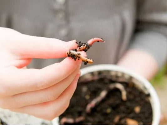 The Best Natural Baits for Freshwater Fishing: Complete Guide